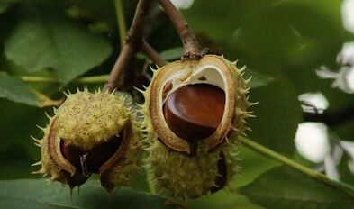 Penggunaan chestnut untuk pengobatan prostatitis
